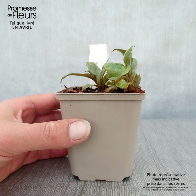Tricyrtis hirta formosana Sinonome Vasetto da 8/9 cm esemplare consegnato in primavera