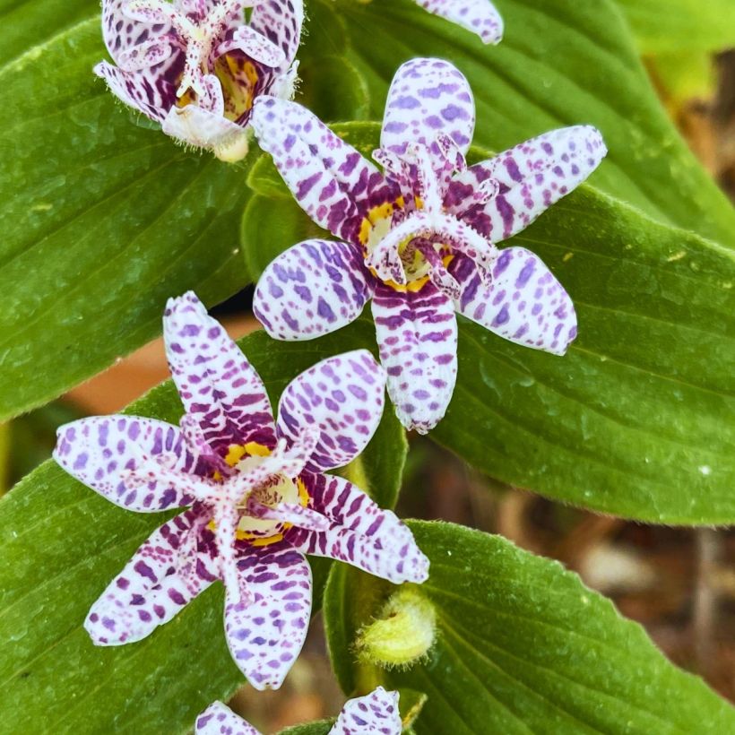 Tricyrtis hirta Miyazaki (Fioritura)