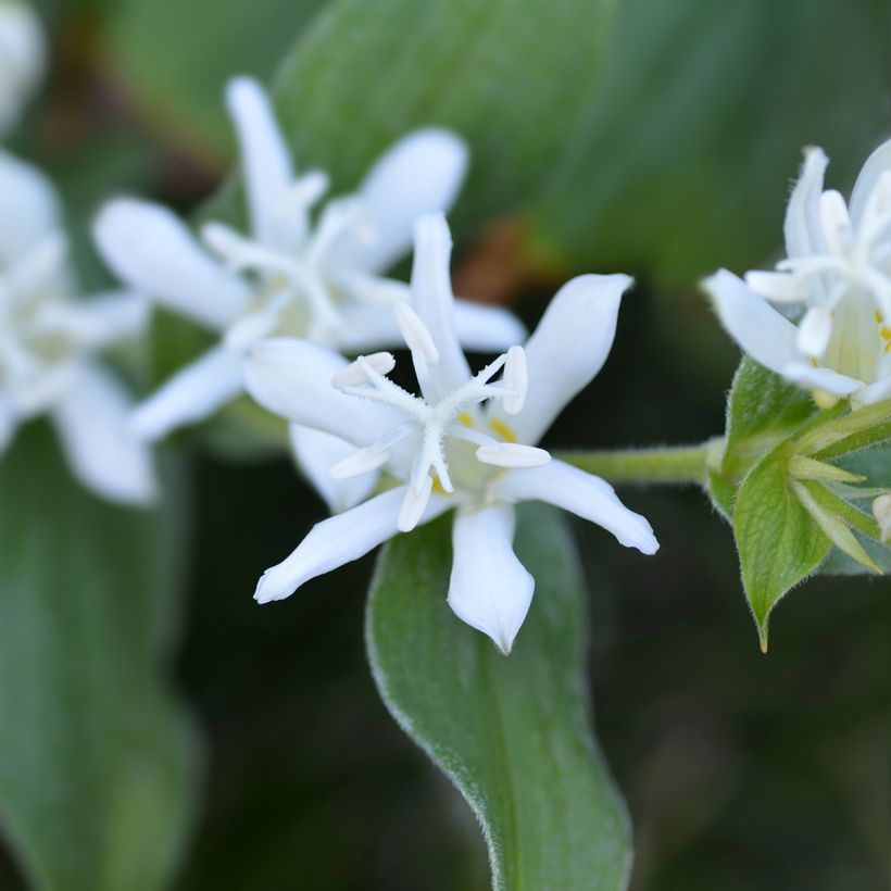 Tricyrtis hirta Alba (Fioritura)