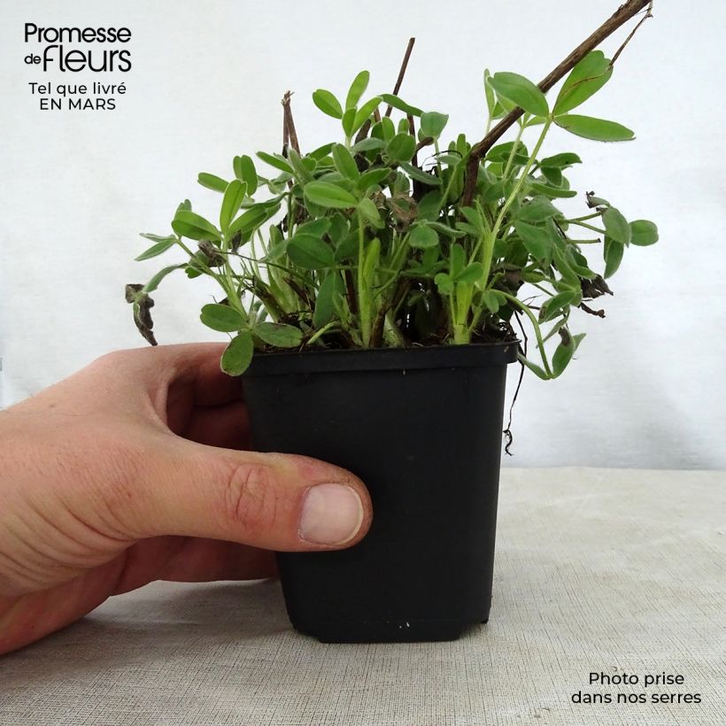 Trifolium ochroleucon - Trifoglio bianco-giallo Vasetto da 8/9 cm esemplare consegnato in primavera