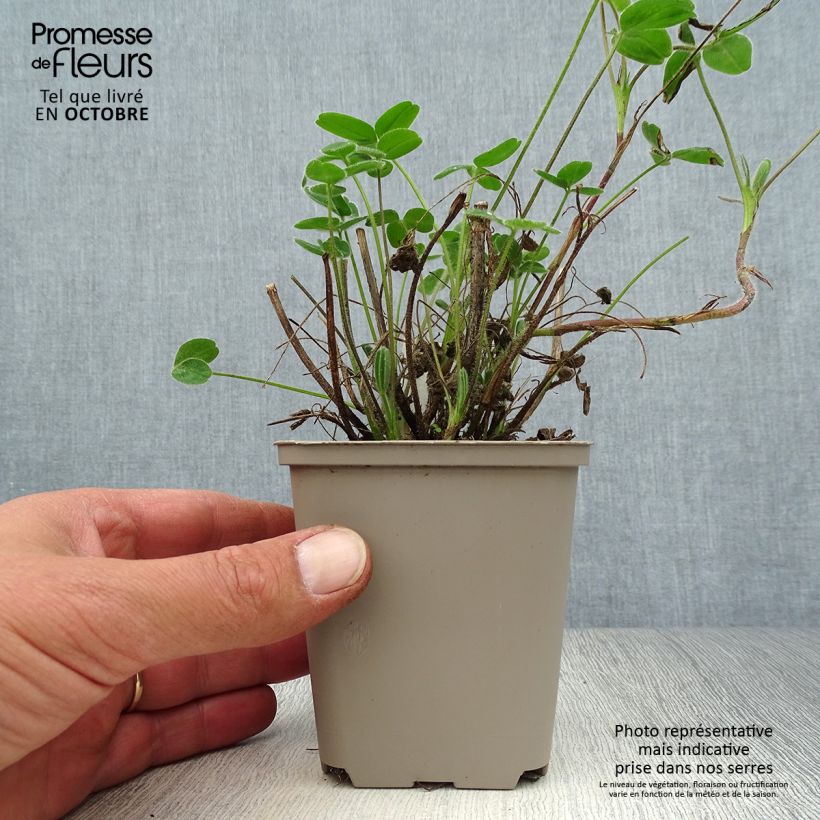 Esemplare di Trifolium ochroleucon - Trifoglio bianco-giallo Vasetto da 8/9 cm come consegnato in autunno