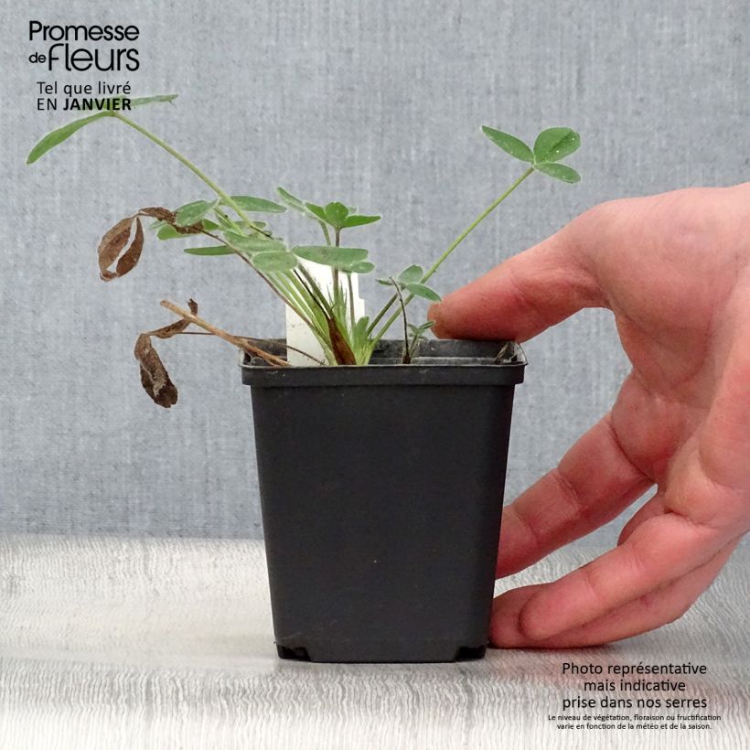 Trifolium ochroleucon - Trifoglio bianco-giallo Vasetto da 8/9 cm esemplare consegnato in inverno