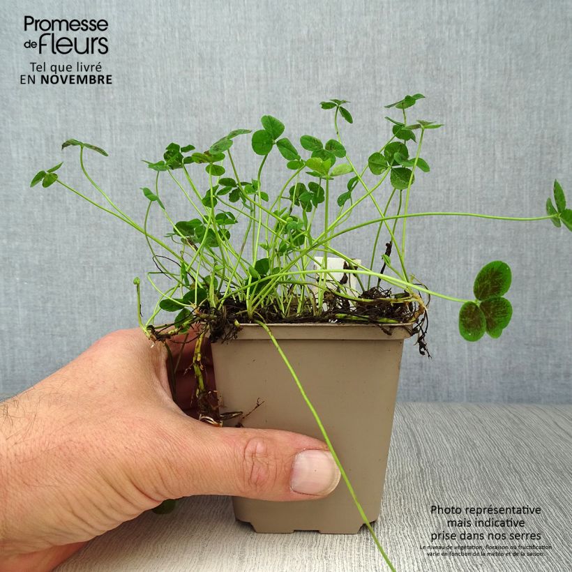 Esemplare di Trifolium repens Pentaphyllum - Trifoglio ladino Vasetto da 8/9 cm come consegnato in autunno