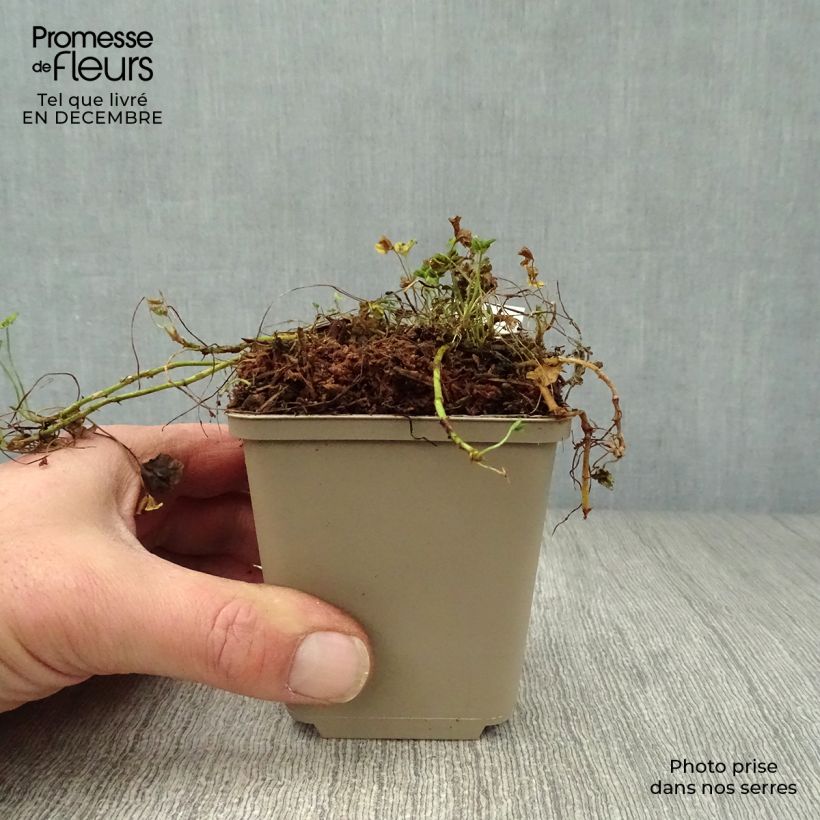 Trifolium repens Pentaphyllum - Trifoglio ladino Vasetto da 8/9 cm esemplare consegnato in inverno