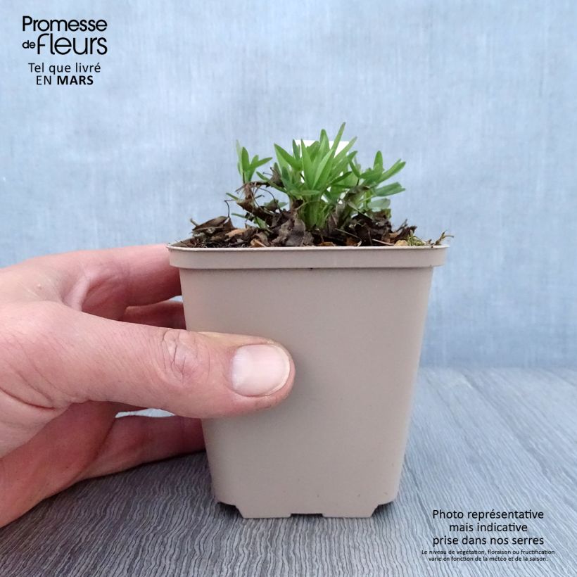 Trifolium rubens Peachy Pink - Trifoglio rosseggiante Vasetto da 8/9 cm esemplare consegnato in primavera