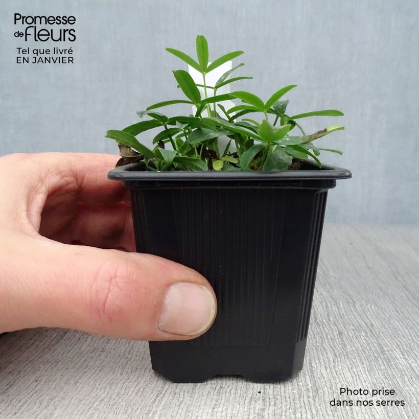 Trifolium rubens - Trifoglio rosseggiante Vasetto da 8/9 cm esemplare consegnato in inverno