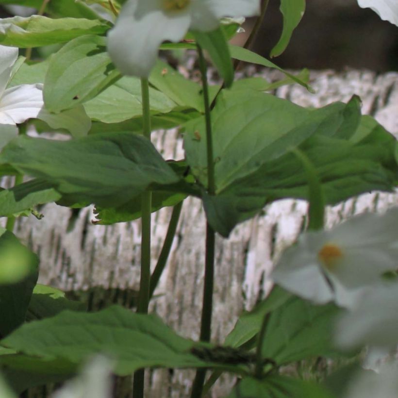 Trillium flexipes (Fogliame)