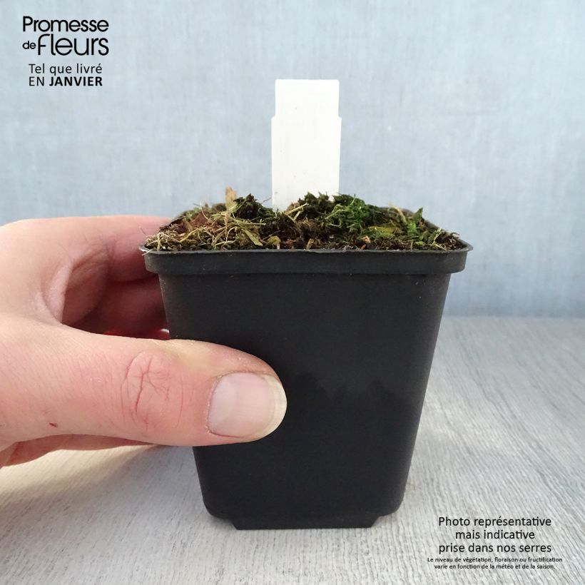 Trillium luteum Vasetto da 8/9 cm esemplare consegnato in inverno