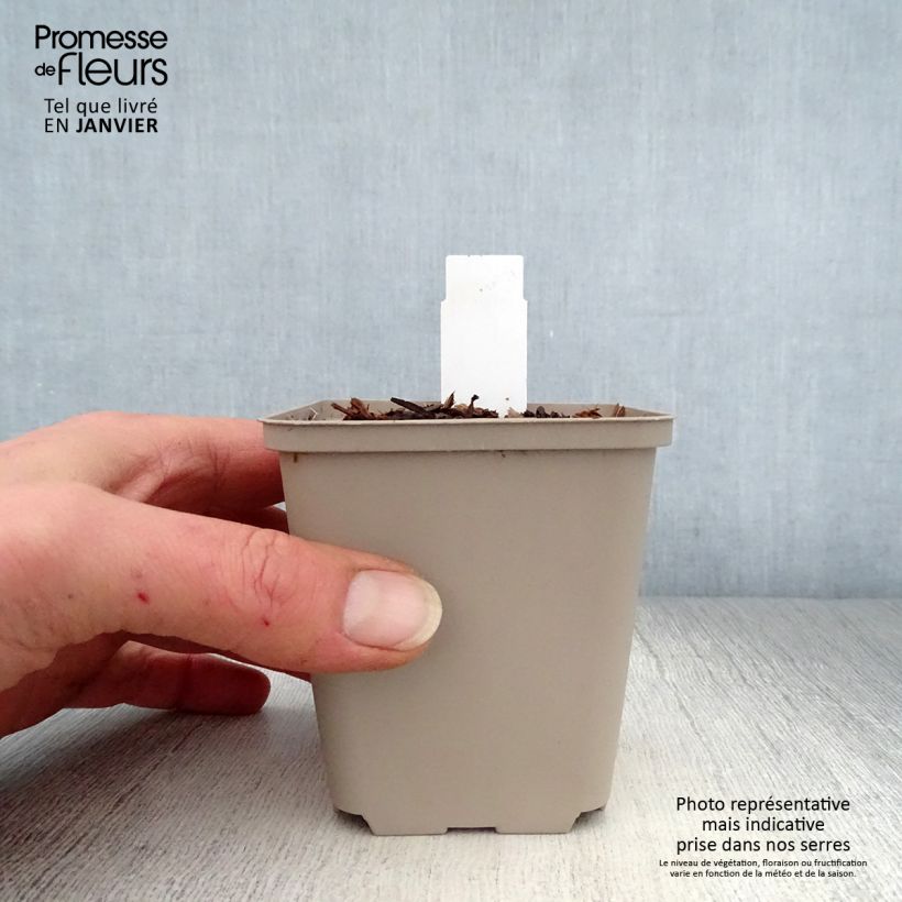 Trillium recurvatum Vasetto da 8/9 cm esemplare consegnato in inverno