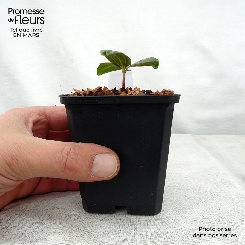 Trillium sessile Vasetto da 8/9 cm esemplare consegnato in primavera