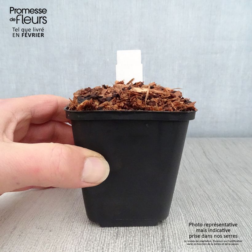 Trillium sessile Vasetto da 8/9 cm esemplare consegnato in inverno