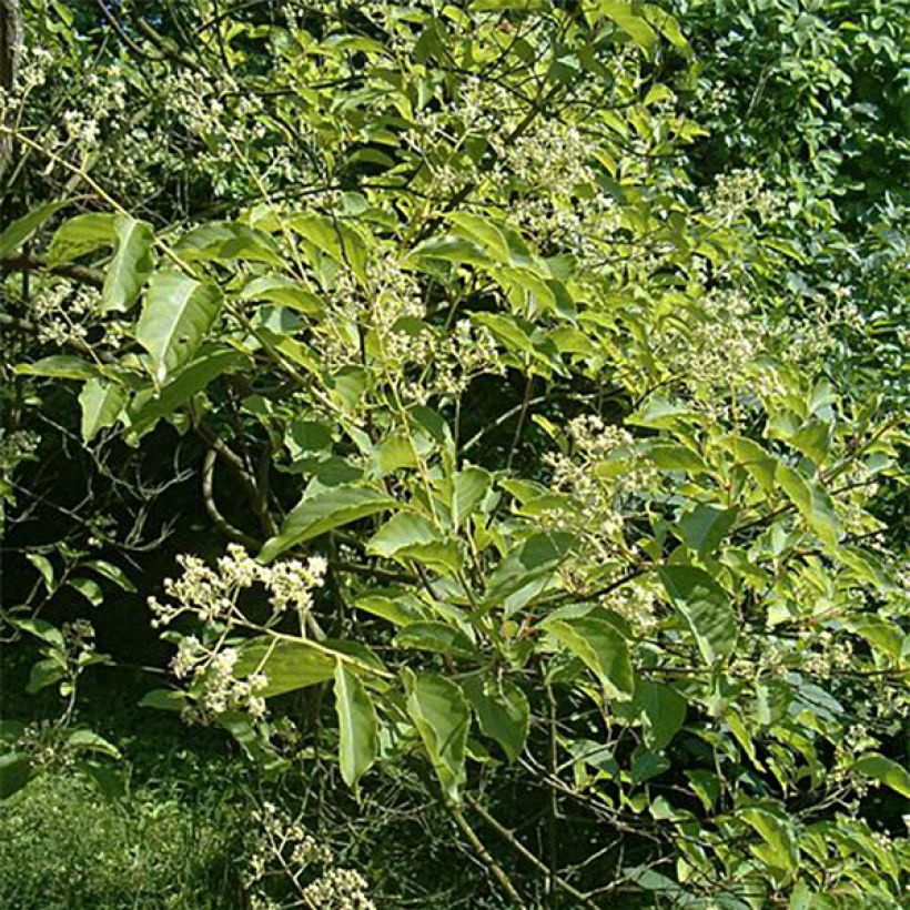 Tripterygium hypoglaucum (Fogliame)