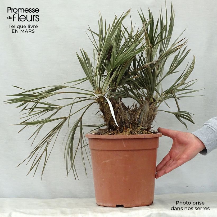 Trithrinax campestris - Palma caranday Vaso da 7,5L/10L esemplare consegnato in primavera