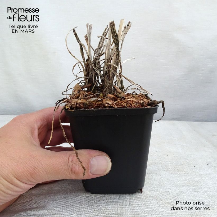 Kniphofia Banana Popsicle - Giglio della torcia Vasetto da 8/9 cm esemplare consegnato in primavera