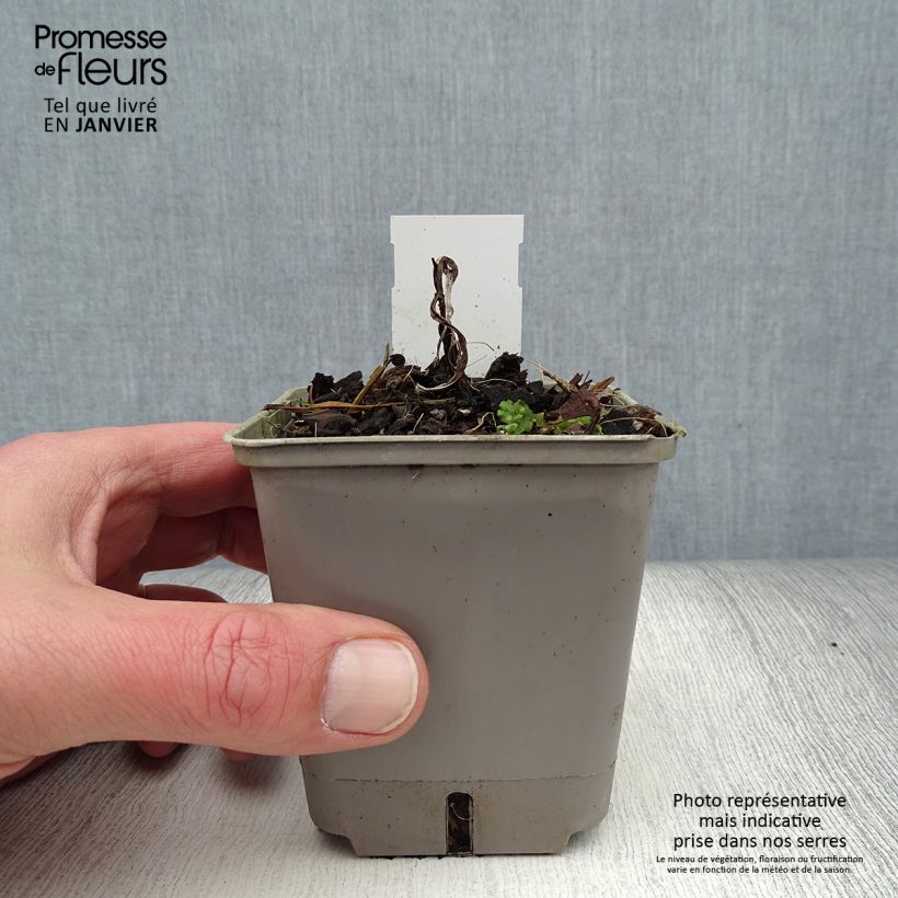 Kniphofia Lemon Popsicle - Giglio della torcia Vasetto da 8/9 cm esemplare consegnato in inverno