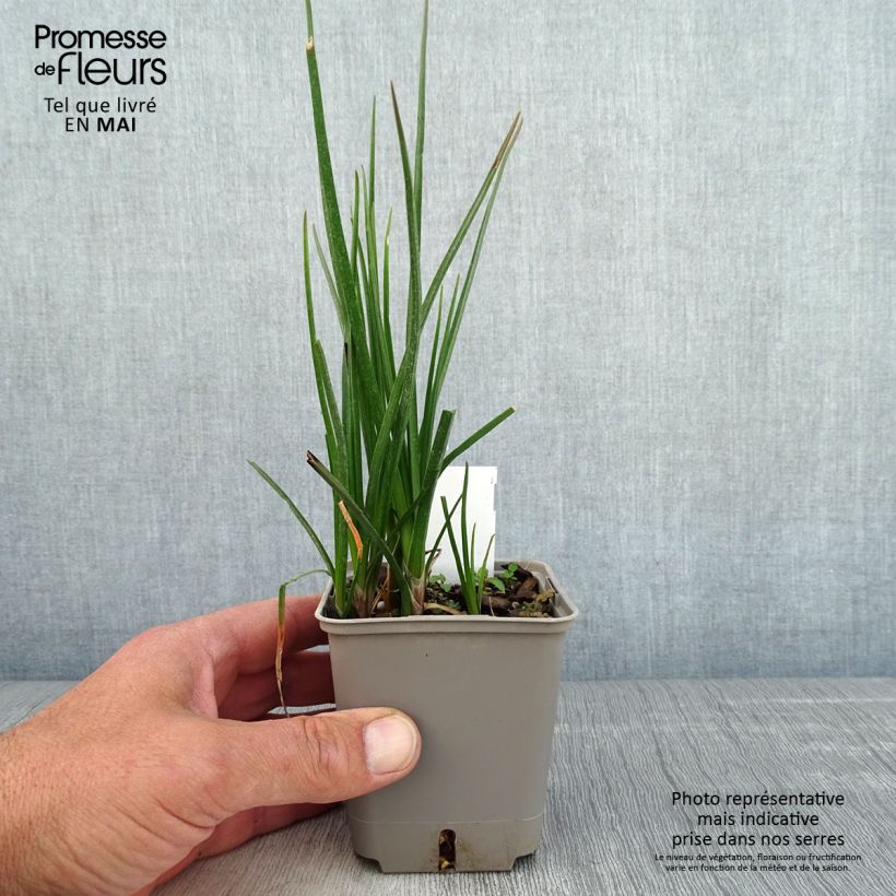 Kniphofia Lemon Popsicle - Giglio della torcia Vasetto da 8/9 cm esemplare consegnato in primavera