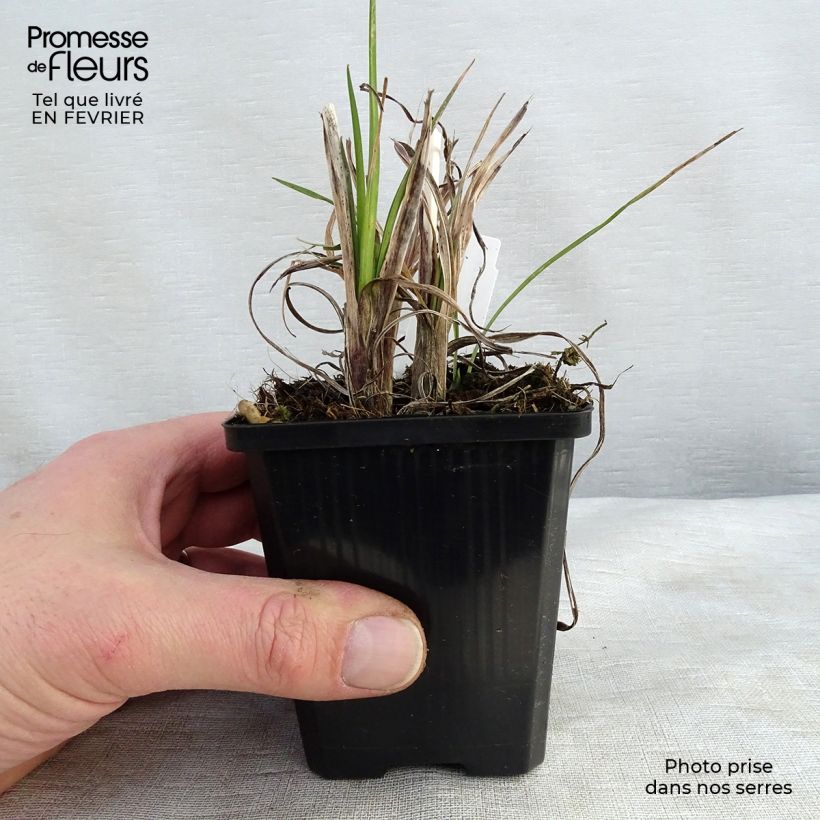 Kniphofia Mango Popsicle - Giglio della torcia Vasetto da 8/9 cm esemplare consegnato in inverno