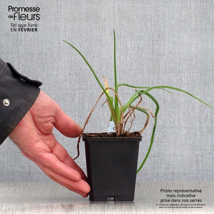 Kniphofia uvaria Nancy's Red - Giglio della torcia Vasetto da 8/9 cm esemplare consegnato in inverno