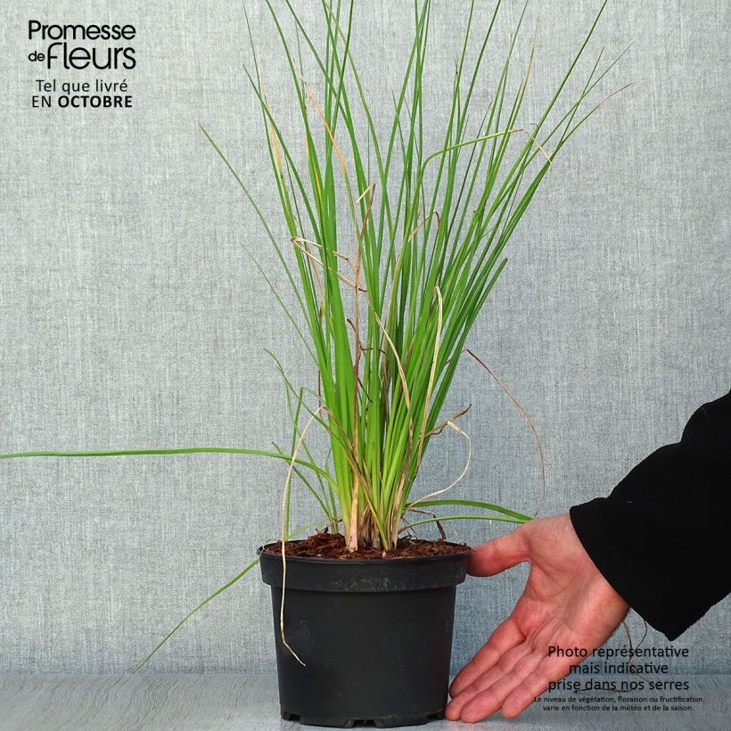 Esemplare di Kniphofia uvaria Nancy's Red - Giglio della torcia Vaso da 2L/3L come consegnato in autunno