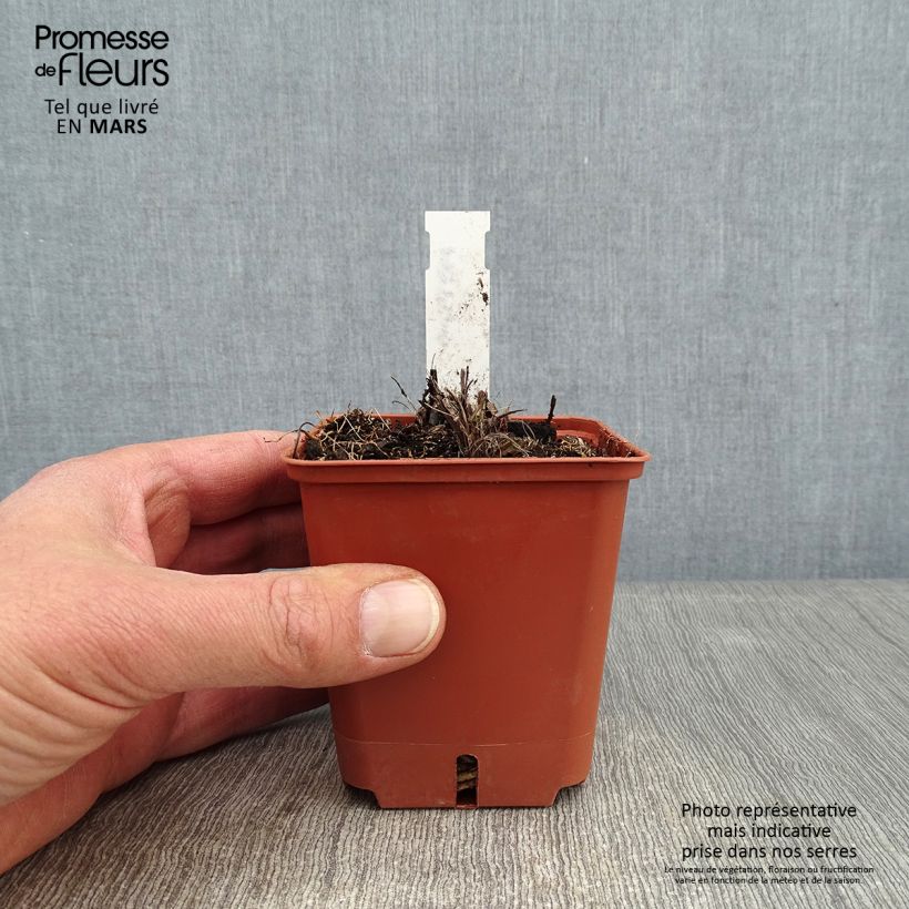 Kniphofia Papaya Popsicle - Giglio della torcia Vasetto da 8/9 cm esemplare consegnato in inverno