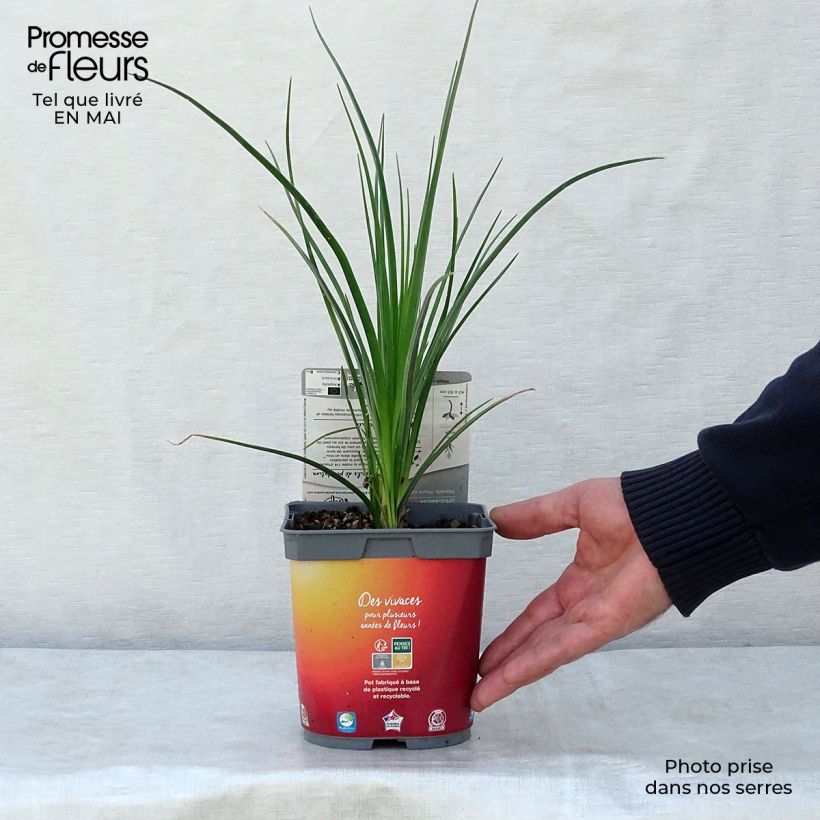 Kniphofia Papaya Popsicle - Giglio della torcia Vaso da 2L/3L esemplare consegnato in primavera