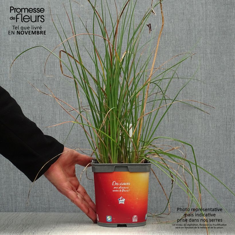 Esemplare di Kniphofia Papaya Popsicle - Giglio della torcia Vaso da 2L/3L come consegnato in autunno
