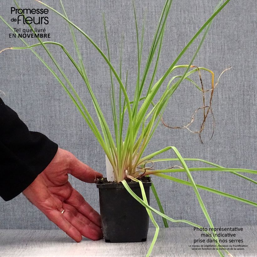 Esemplare di Kniphofia Royal Standard - Giglio della torcia Vasetto da 8/9 cm come consegnato in autunno