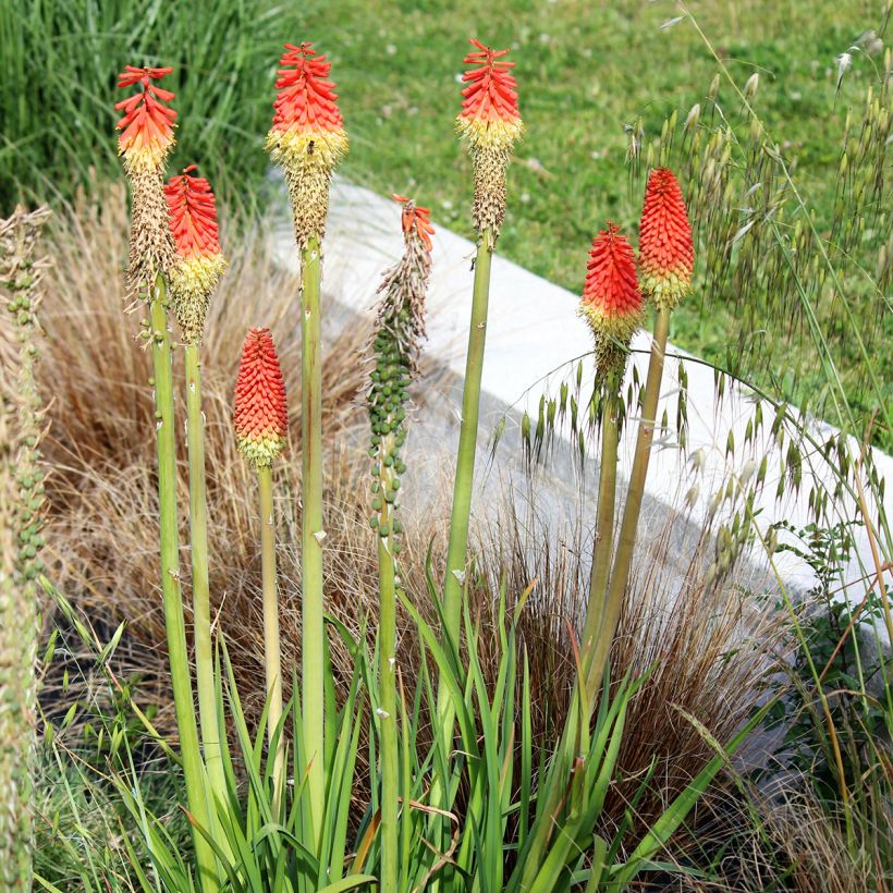 Kniphofia Traffic Lights - Giglio della torcia (Porto)