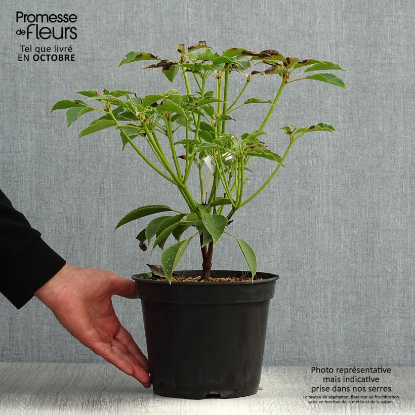Esemplare di Trochodendron aralioides Vaso da 4L/5L come consegnato in autunno
