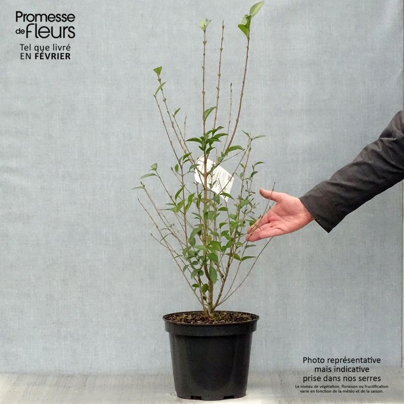 Ligustro a foglie ovali - Ligustrum ovalifolium Vaso da 7,5L/10L esemplare consegnato in inverno