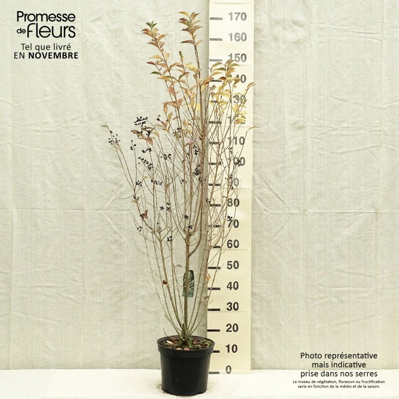 Esemplare di Ligustro a foglie ovali - Ligustrum ovalifolium Vaso da 7,5L/10L come consegnato in autunno