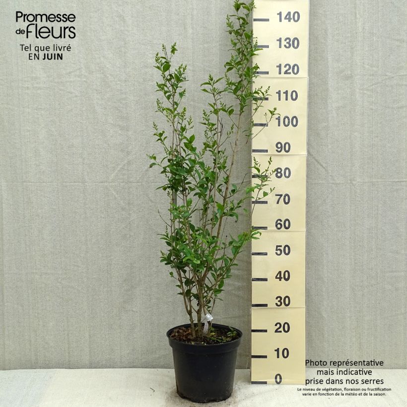 Ligustro a foglie ovali - Ligustrum ovalifolium Vaso da 7,5L/10L esemplare consegnato in primavera