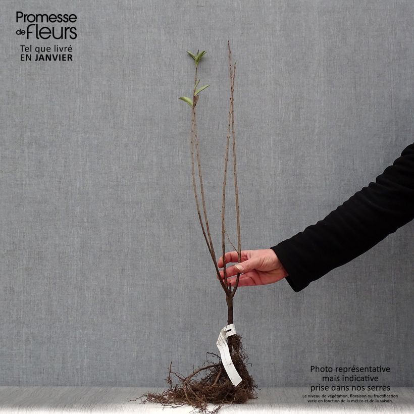 Ligustro a foglie ovali - Ligustrum ovalifolium Piante piccole a radice nuda esemplare consegnato in inverno