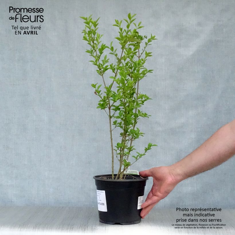 Ligustro a foglie ovali - Ligustrum ovalifolium Vaso da 2L/3L esemplare consegnato in primavera