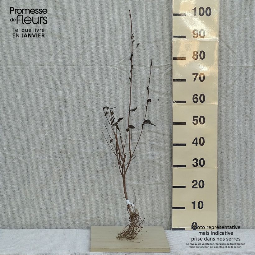 Ligustro a foglie ovali - Ligustrum ovalifolium Piante piccole a radice nuda esemplare consegnato in inverno