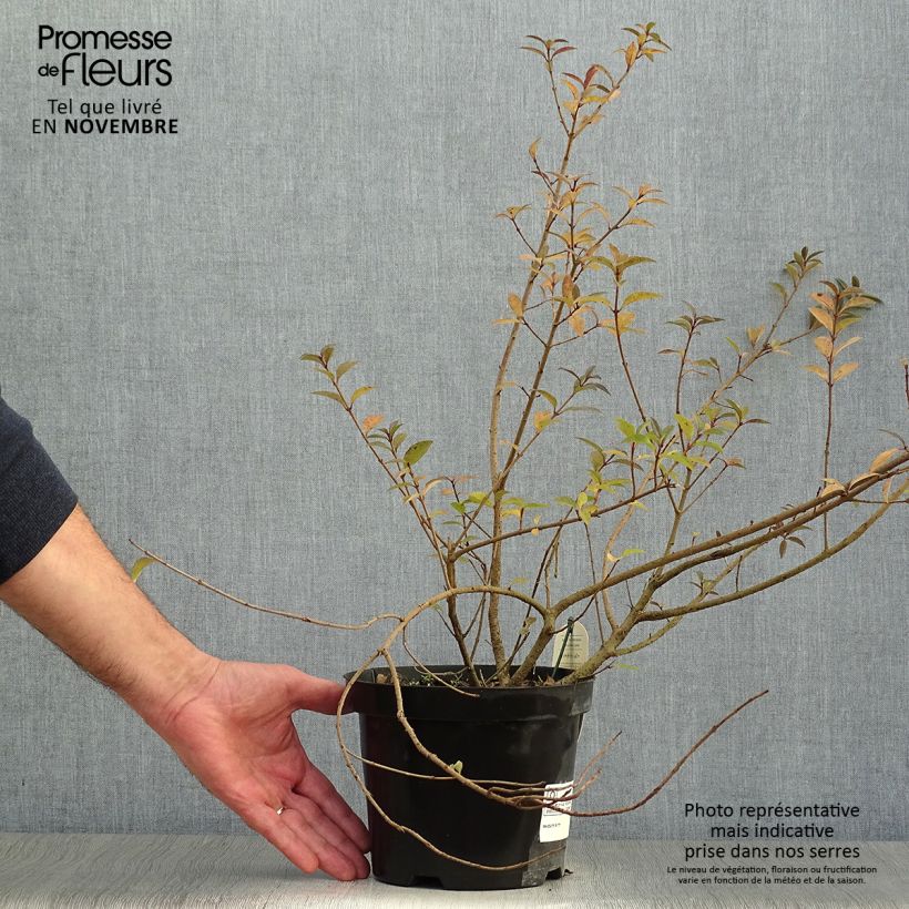 Esemplare di Ligustrum vulgare Atrovirens - Ligustro Vaso da 2L/3L come consegnato in autunno