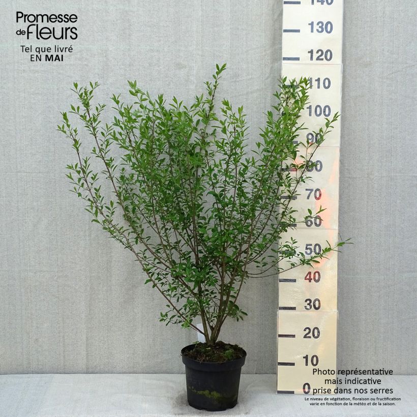 Ligustrum vulgare Atrovirens - Ligustro Vaso da 4L/5L esemplare consegnato in primavera