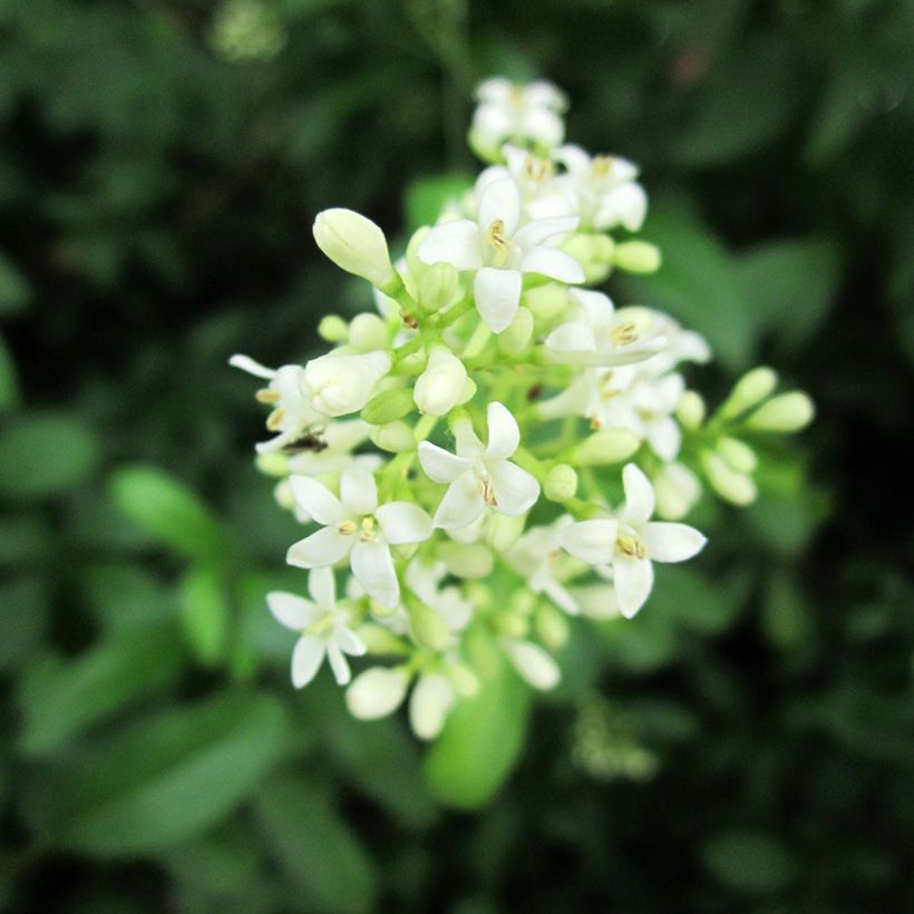 Ligustrum vulgare - Ligustro (Fioritura)