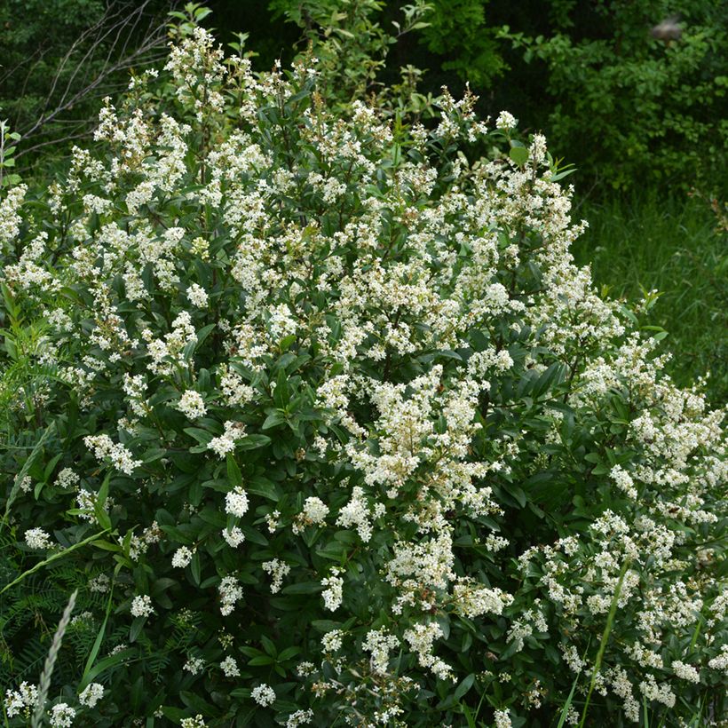 Ligustrum vulgare - Ligustro (Porto)