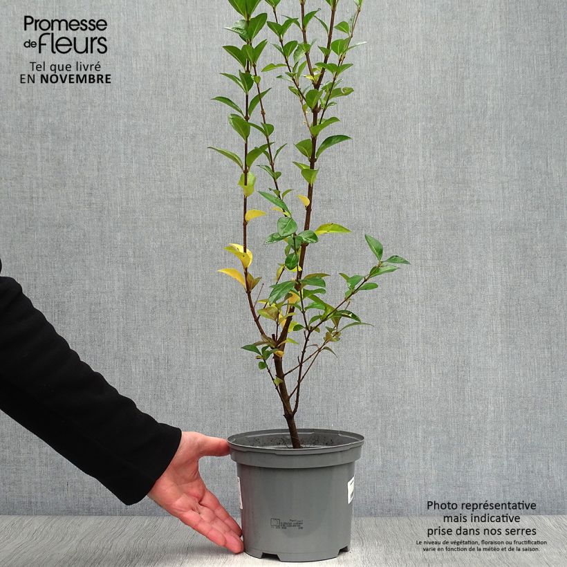 Esemplare di Ligustrum ovalifolium Lemon Lime - Ligustro a foglie ovali Vaso da 2L/3L come consegnato in autunno