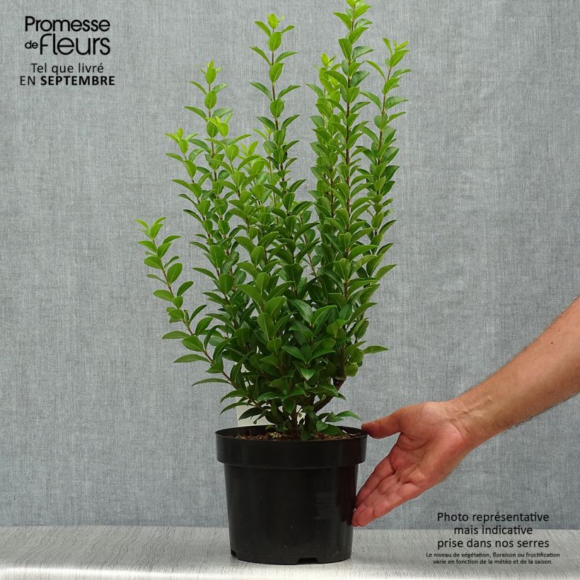 Esemplare di Ligustrum ovalifolium Green Diamond - Ligustro a foglie ovali Vaso da 2L/3L come consegnato in autunno