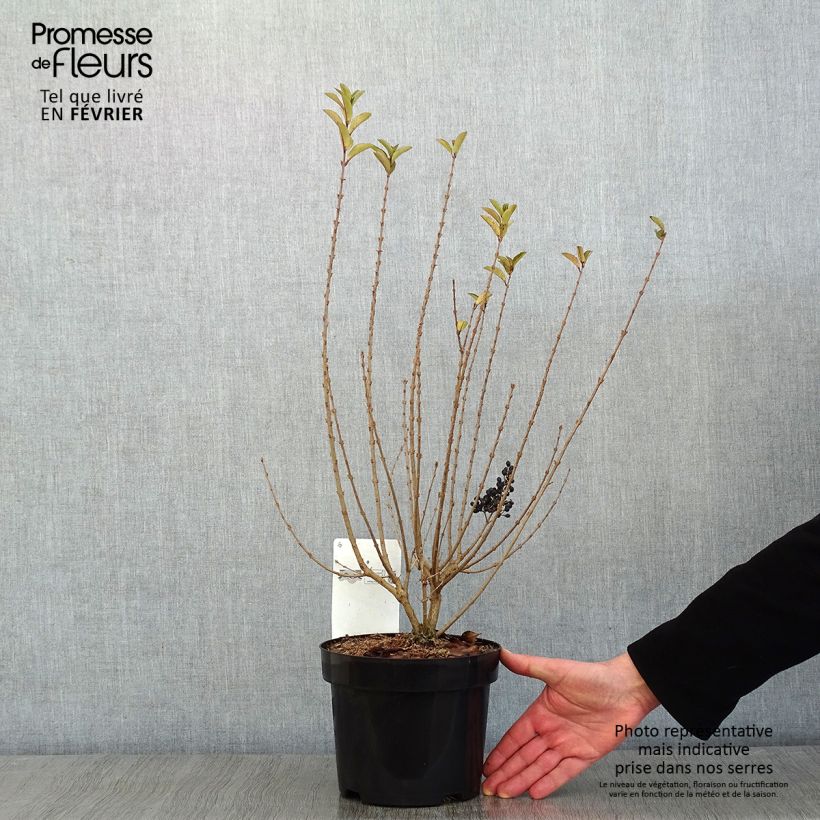 Ligustrum ovalifolium Green Diamond - Ligustro a foglie ovali Vaso da 2L/3L esemplare consegnato in inverno