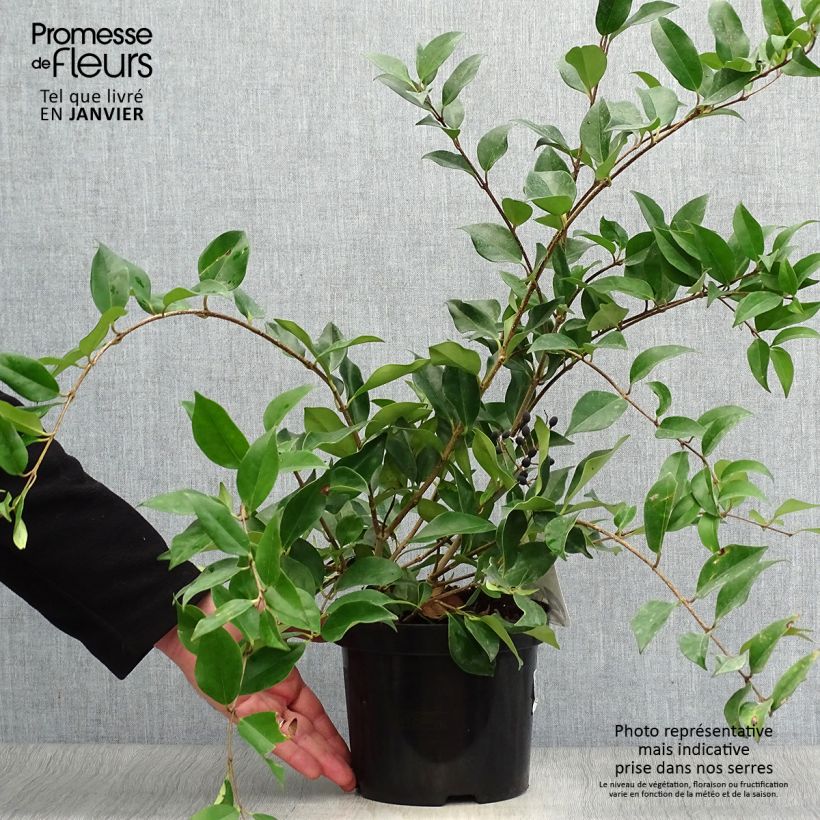 Ligustrum lucidum - Ligustro lucido Vaso da 2L/3L esemplare consegnato in inverno