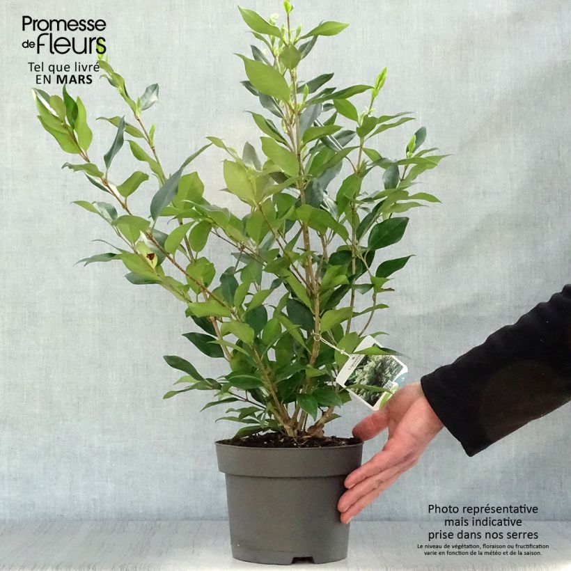 Ligustrum lucidum - Ligustro lucido Vaso da 2L/3L esemplare consegnato in primavera
