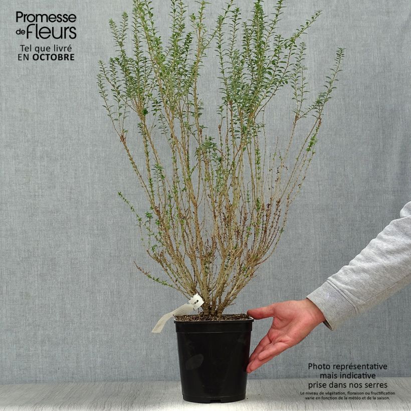 Esemplare di Ligustrum sinense Eugene Clive - Ligustro cinese Vaso da 4L/5L come consegnato in autunno