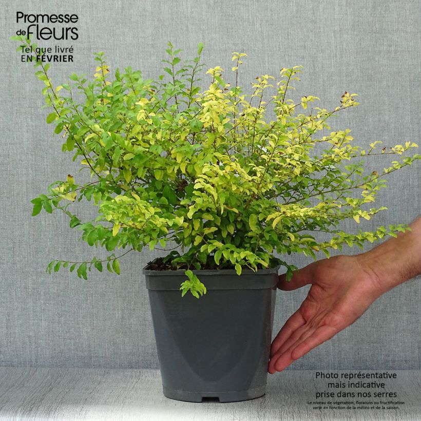 Esemplare di Ligustrum sinense Sunshine - Ligustro cinese Vaso da 4L/5L come consegnato in autunno
