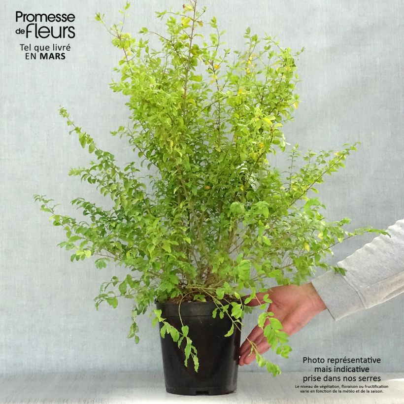 Ligustrum sinense Sunshine - Ligustro cinese Vaso da 4L/5L esemplare consegnato in primavera