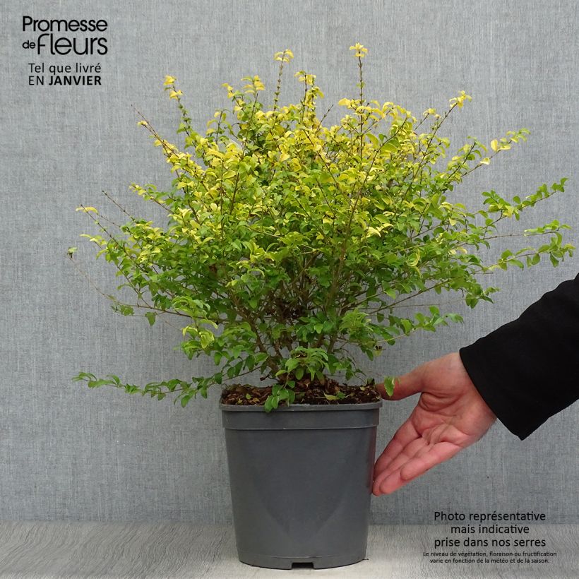 Ligustrum sinense Sunshine - Ligustro cinese Vaso da 4L/5L esemplare consegnato in inverno