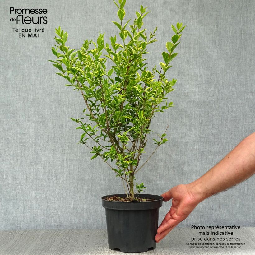 Ligustrum ovalifolium Aureum - Ligustro a foglie ovali Vaso da 2L/3L esemplare consegnato in primavera