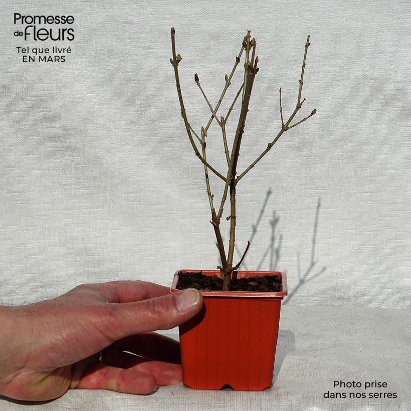 Ligustrum ovalifolium Aureum - Ligustro a foglie ovali Vasetto da 8/9 cm esemplare consegnato in primavera